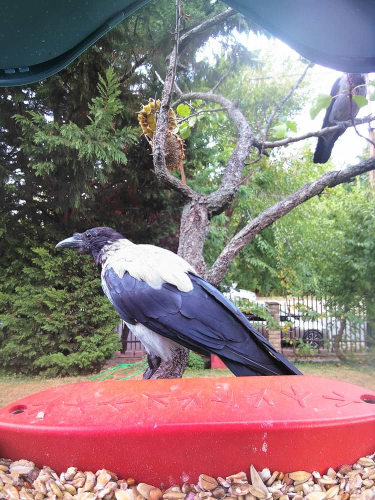 General Hooded Crow comparison