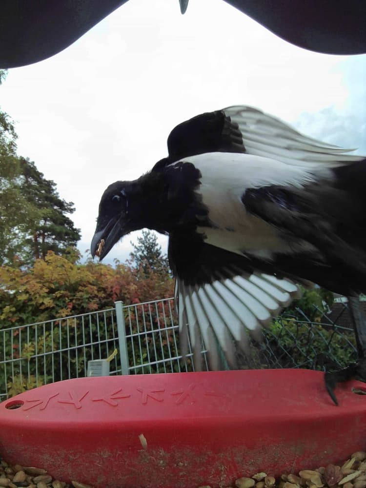 General Hooded Crow comparison