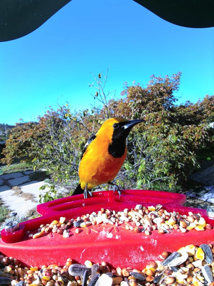 General Hooded Oriole comparison
