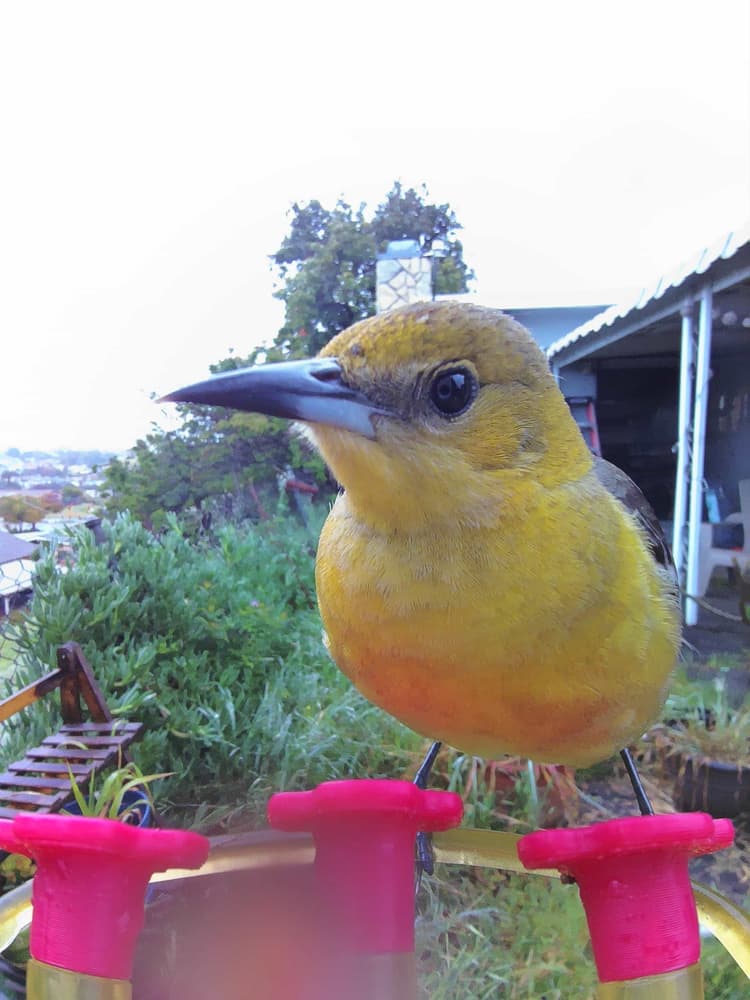General Hooded Oriole comparison