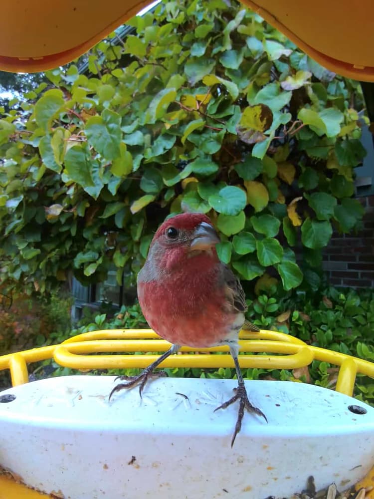 General House Finch comparison