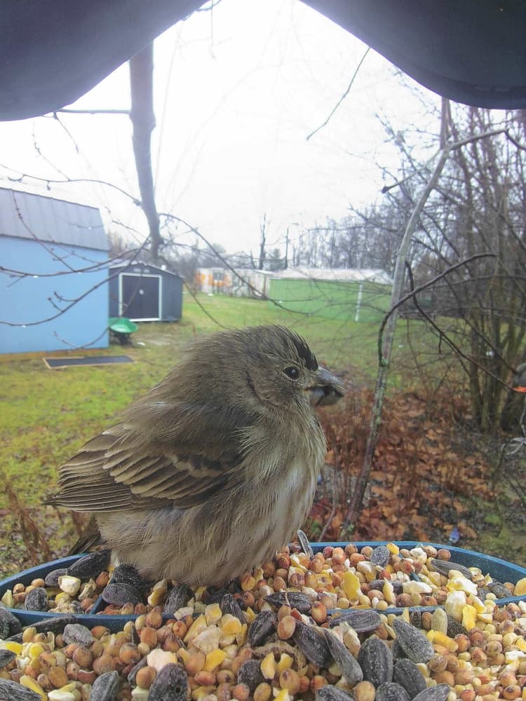 General House Finch comparison