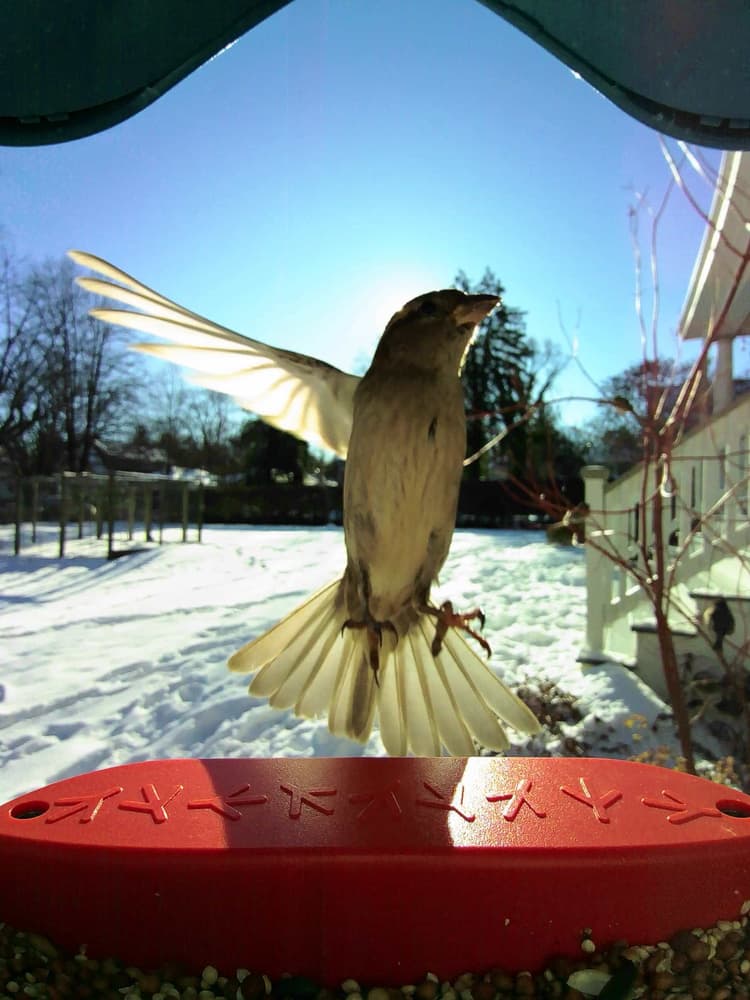 General House Sparrow comparison