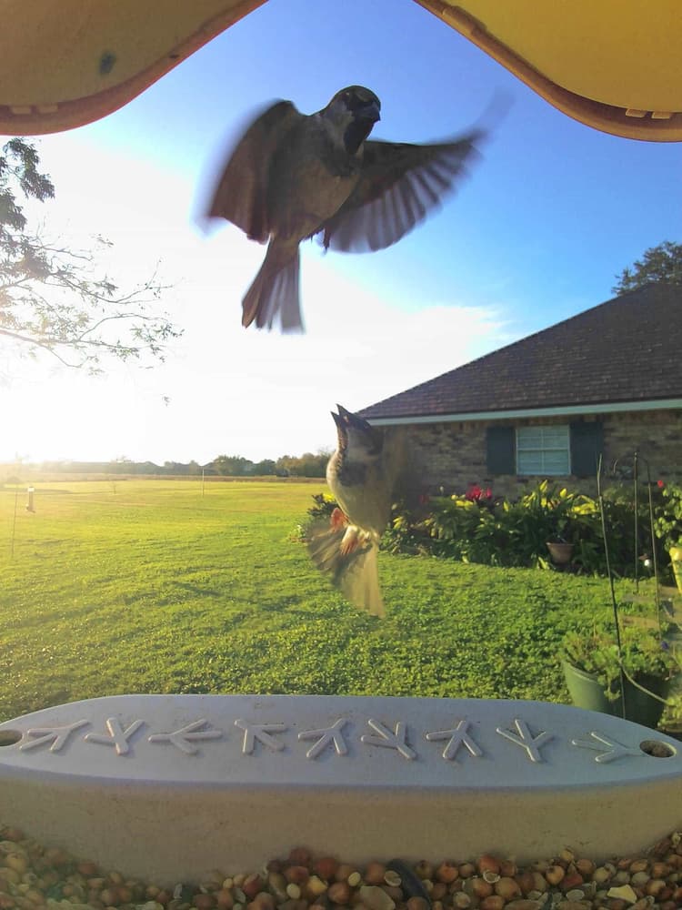 General House Sparrow comparison