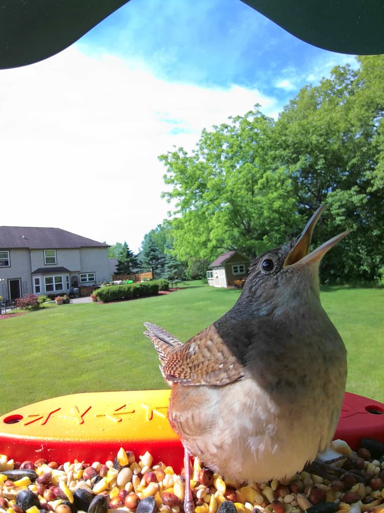 General House Wren comparison