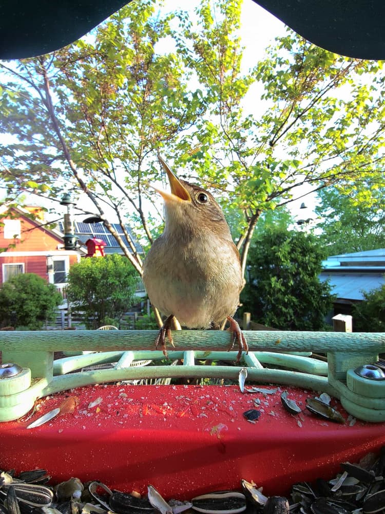 General House Wren comparison