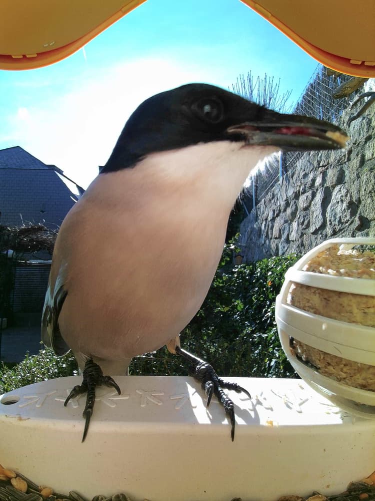 General Iberian Magpie comparison