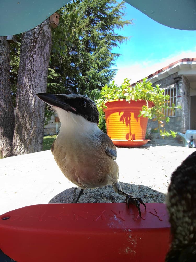 General Iberian Magpie comparison