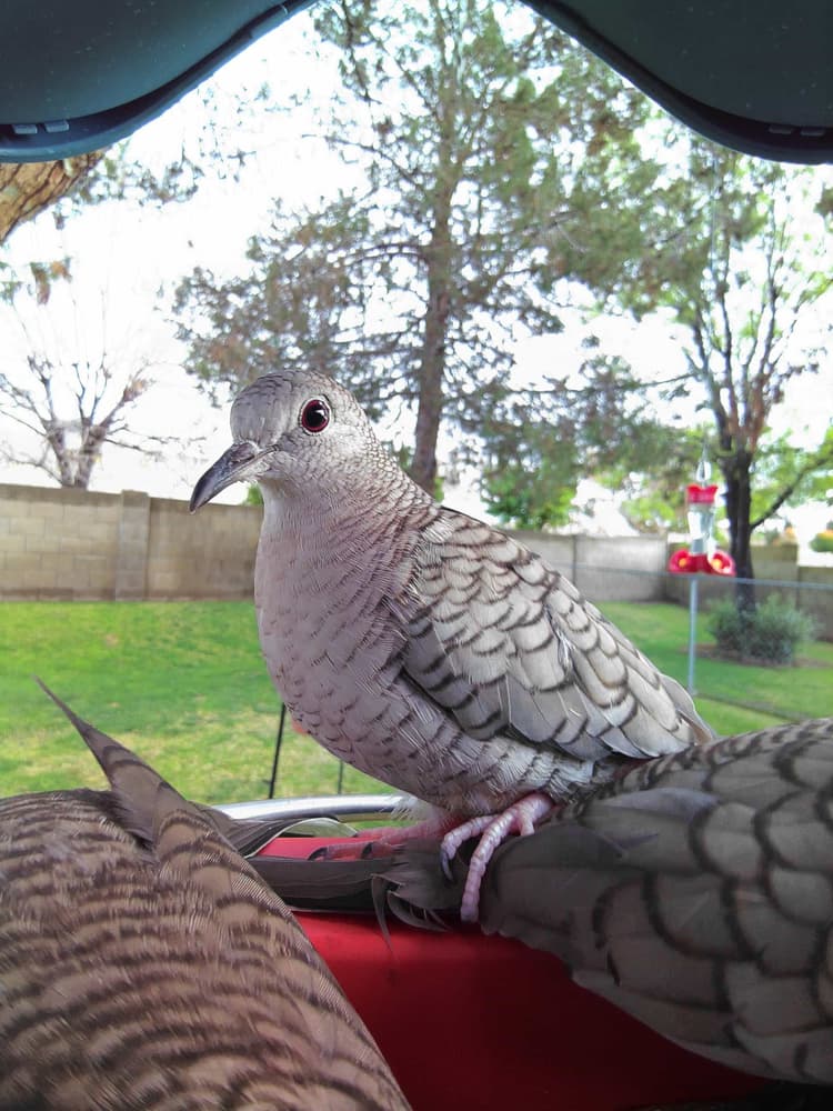 General Inca Dove comparison