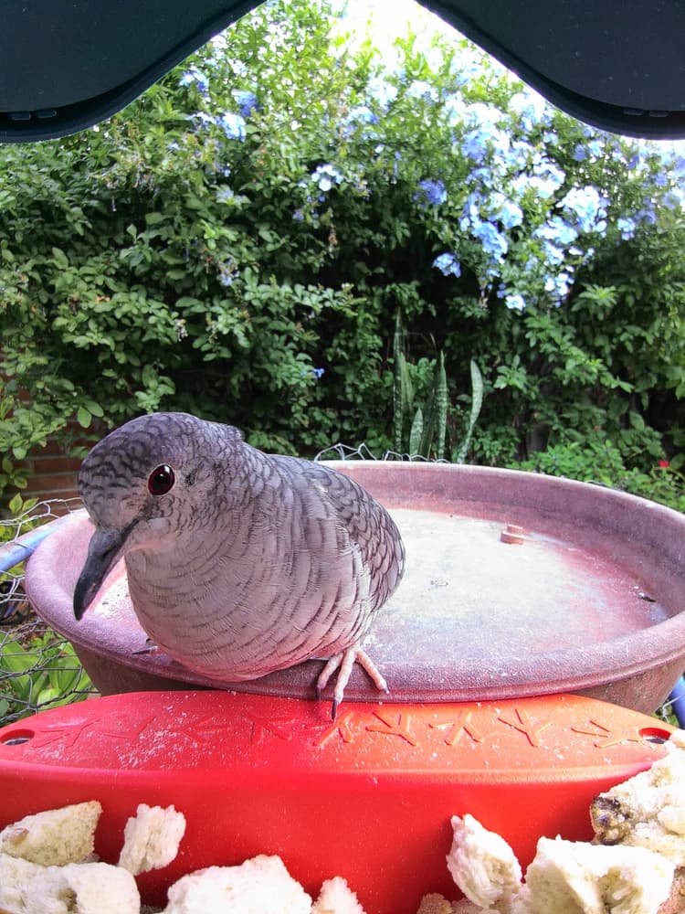 General Inca Dove comparison