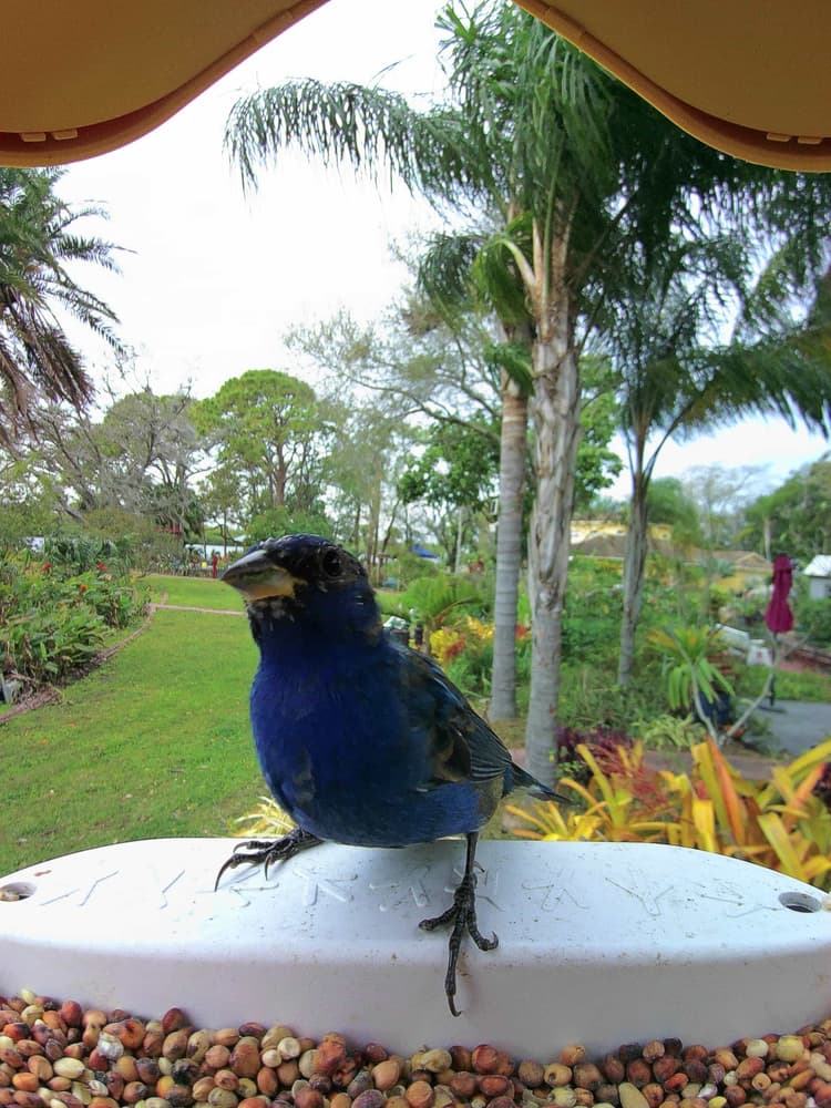 General Indigo Bunting comparison