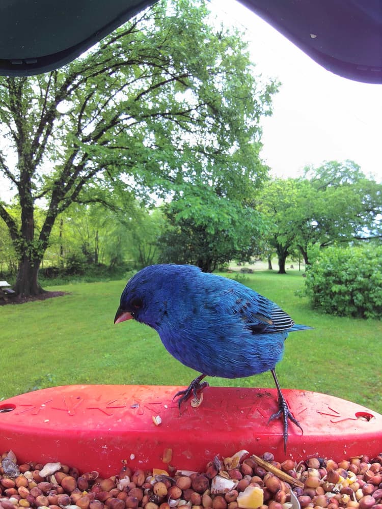 General Indigo Bunting comparison