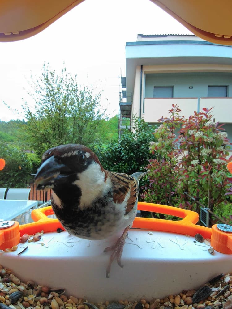General Italian Sparrow comparison