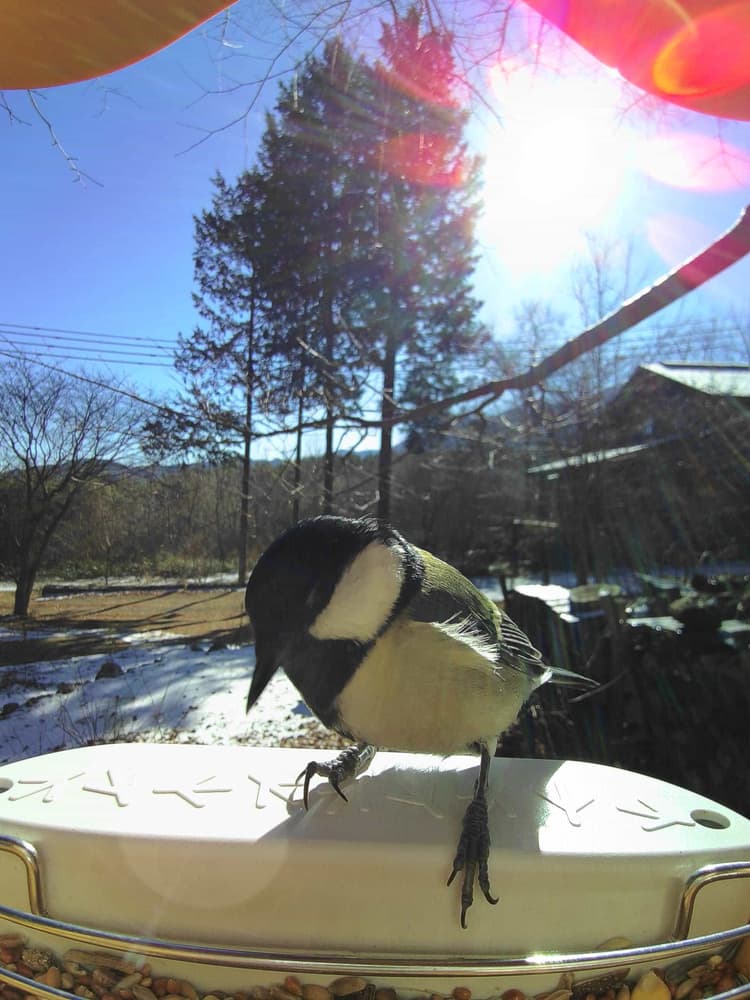 General Japanese Tit comparison