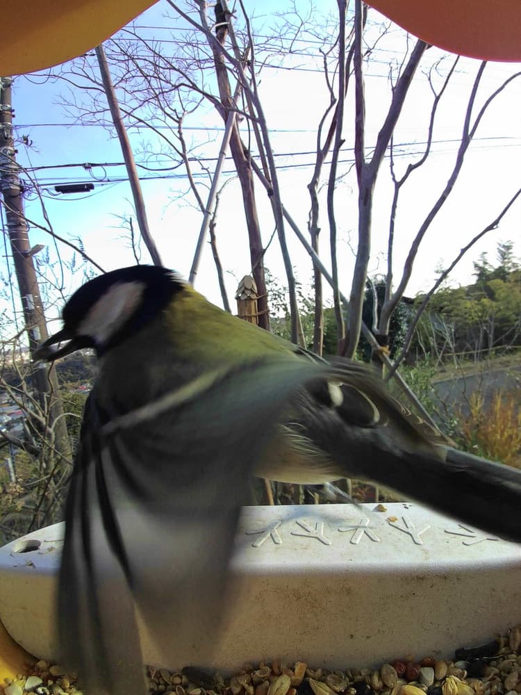 General Japanese Tit comparison