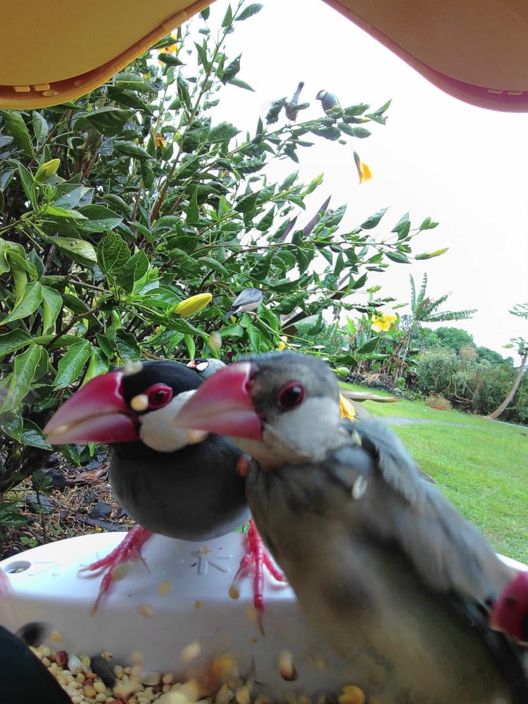 General Java Sparrow comparison