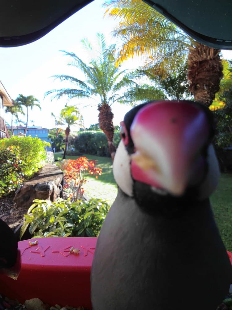 General Java Sparrow comparison