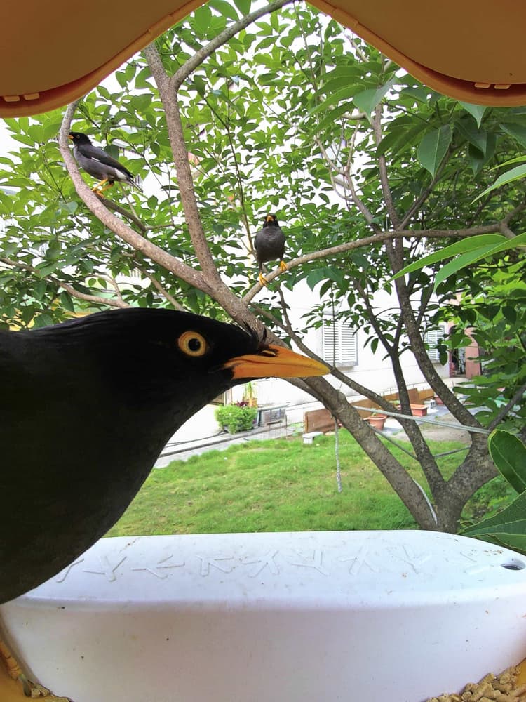 General Javan Myna comparison
