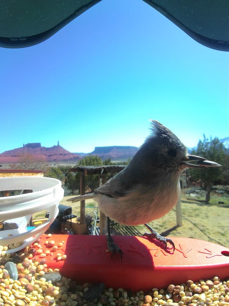 General Juniper Titmouse comparison