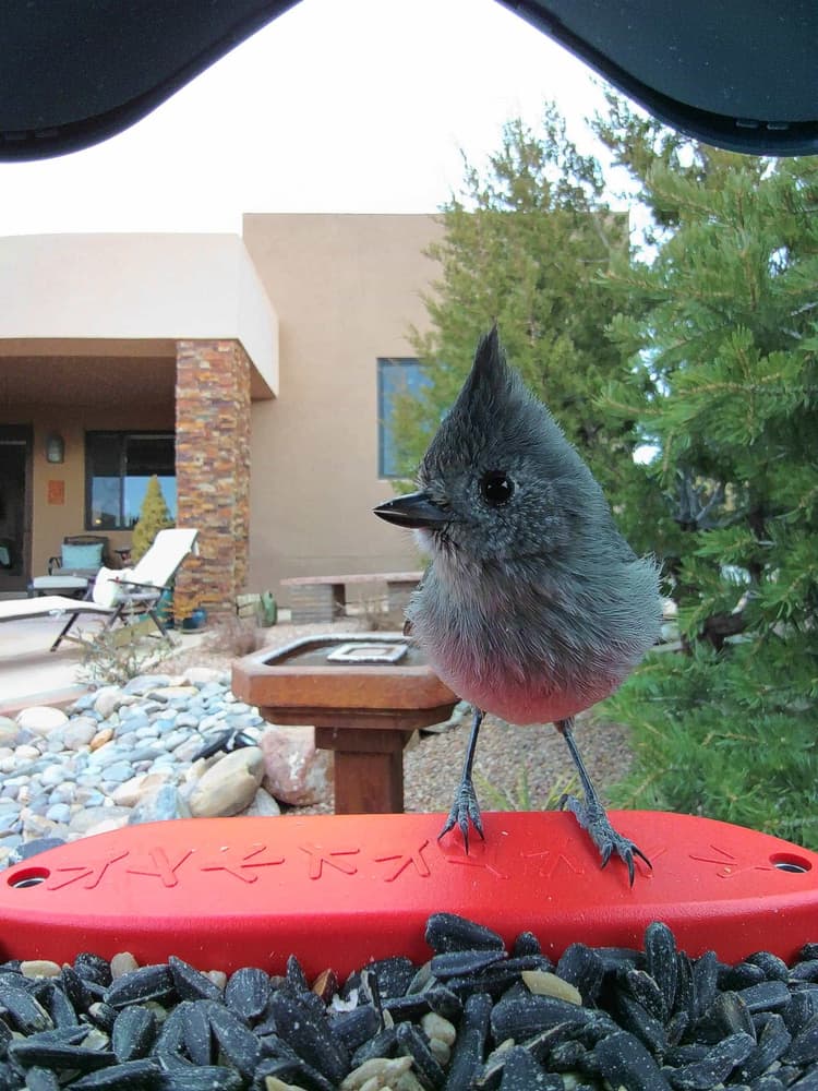 General Juniper Titmouse comparison