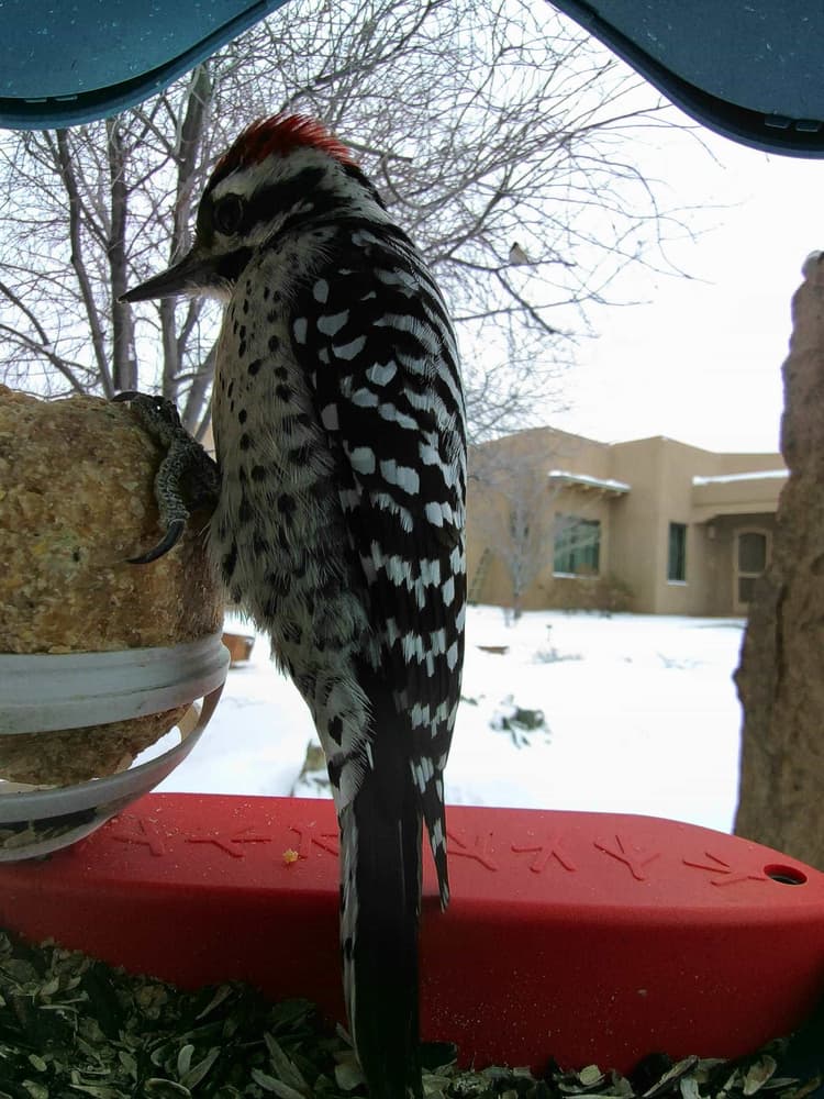 General Ladder-Backed Woodpecker comparison