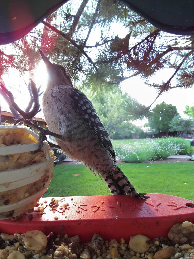 General Ladder-Backed Woodpecker comparison