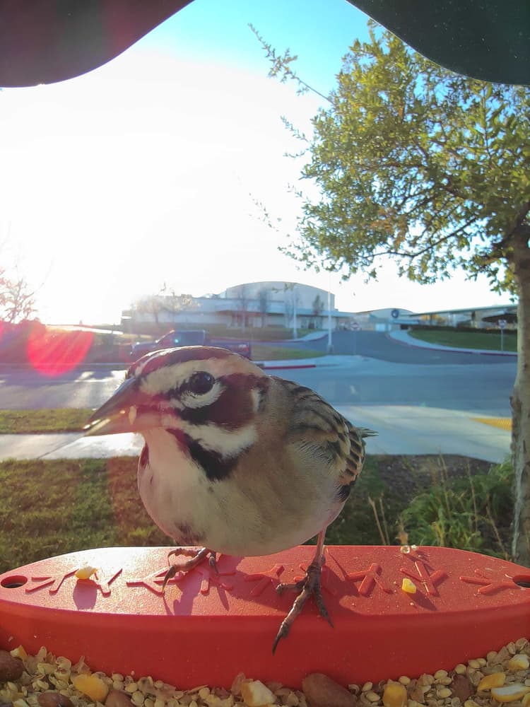General Lark Sparrow comparison