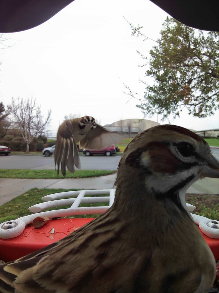 General Lark Sparrow comparison