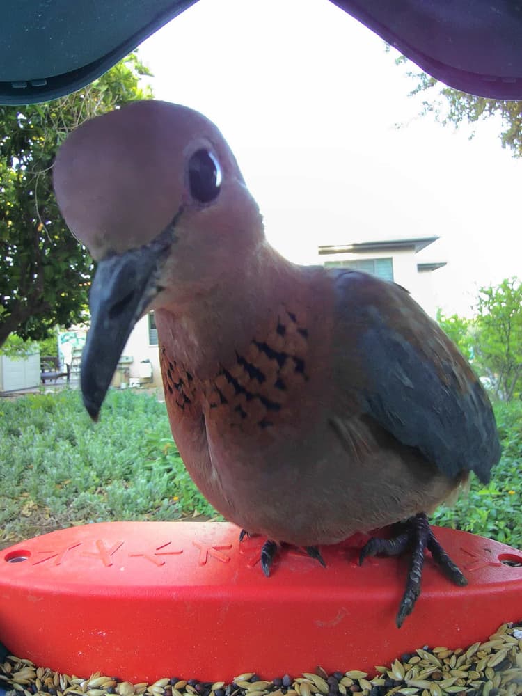 General Laughing Dove comparison