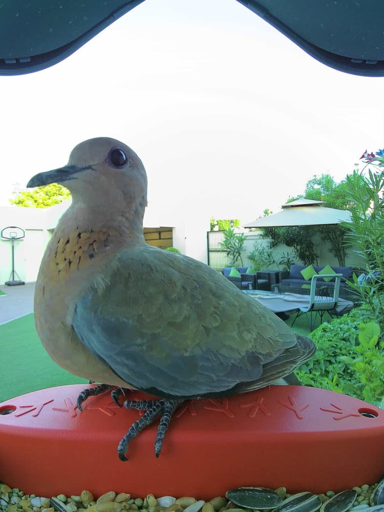 General Laughing Dove comparison
