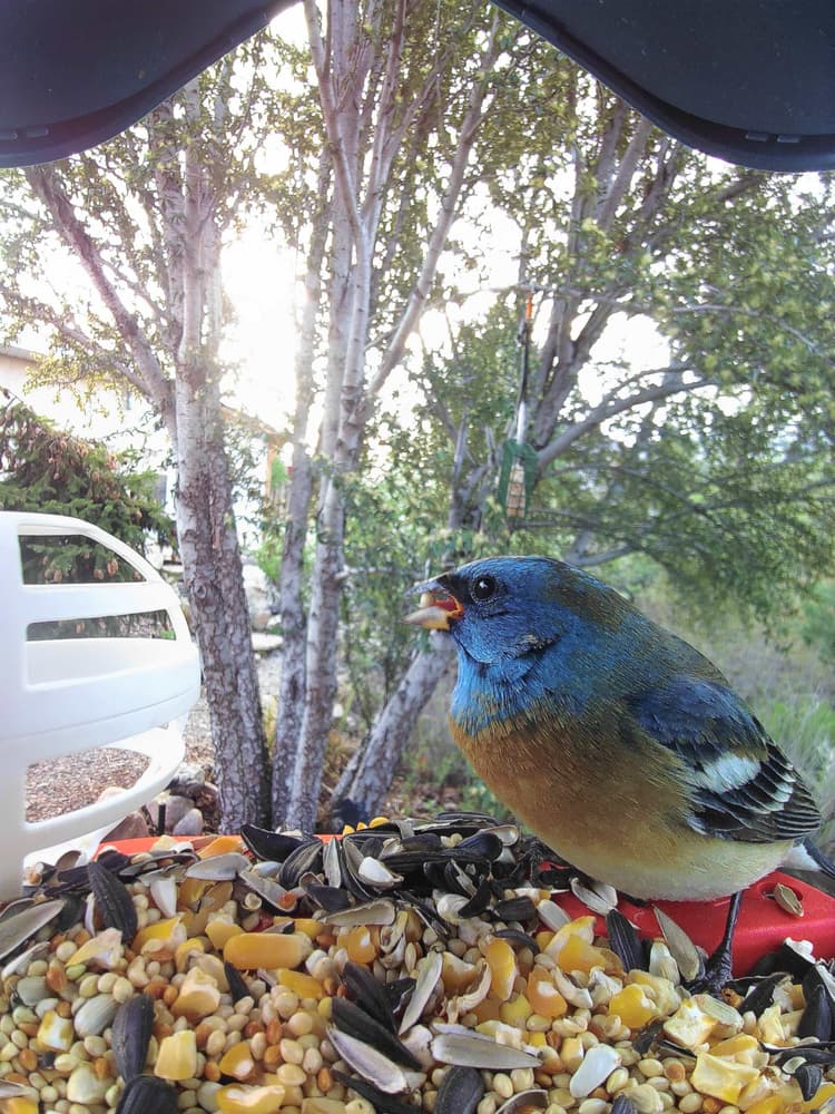 General Lazuli Bunting comparison