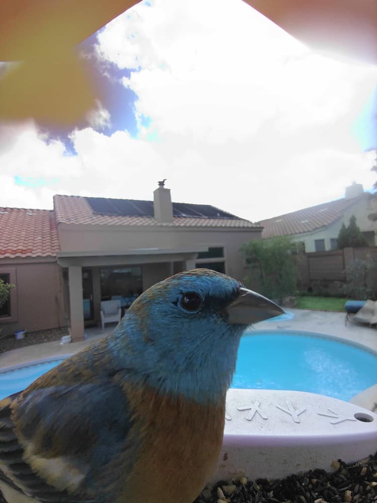 General Lazuli Bunting comparison
