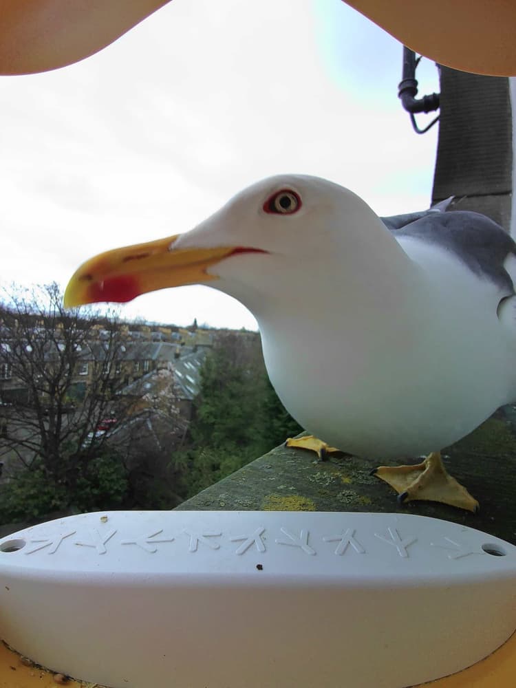 General Lesser Black-Backed Gull comparison