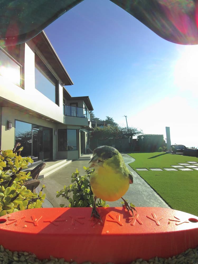 General Lesser Goldfinch comparison
