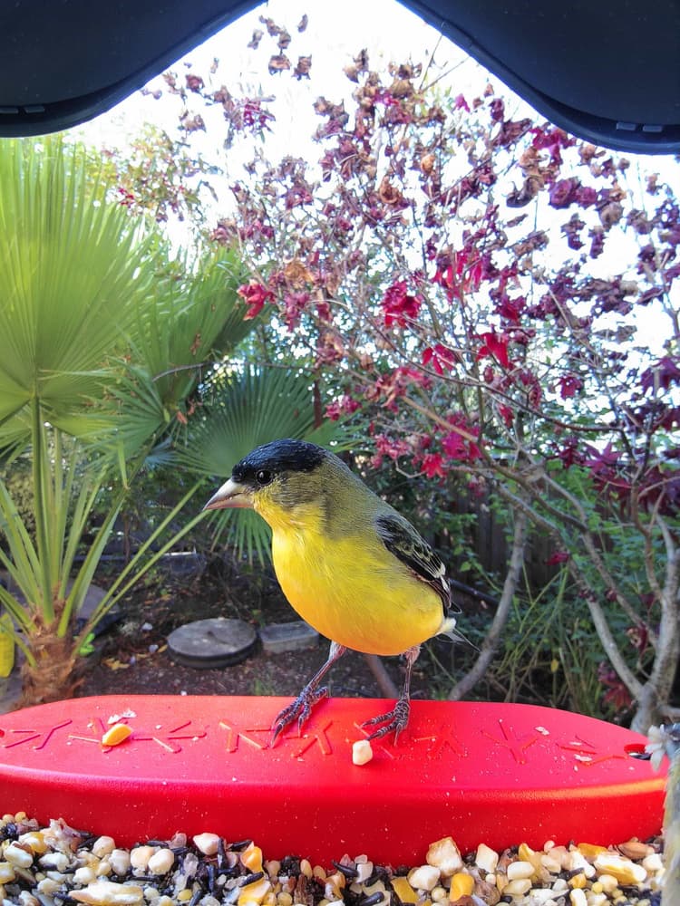 General Lesser Goldfinch comparison