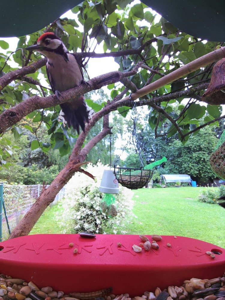 General Lesser Spotted Woodpecker comparison