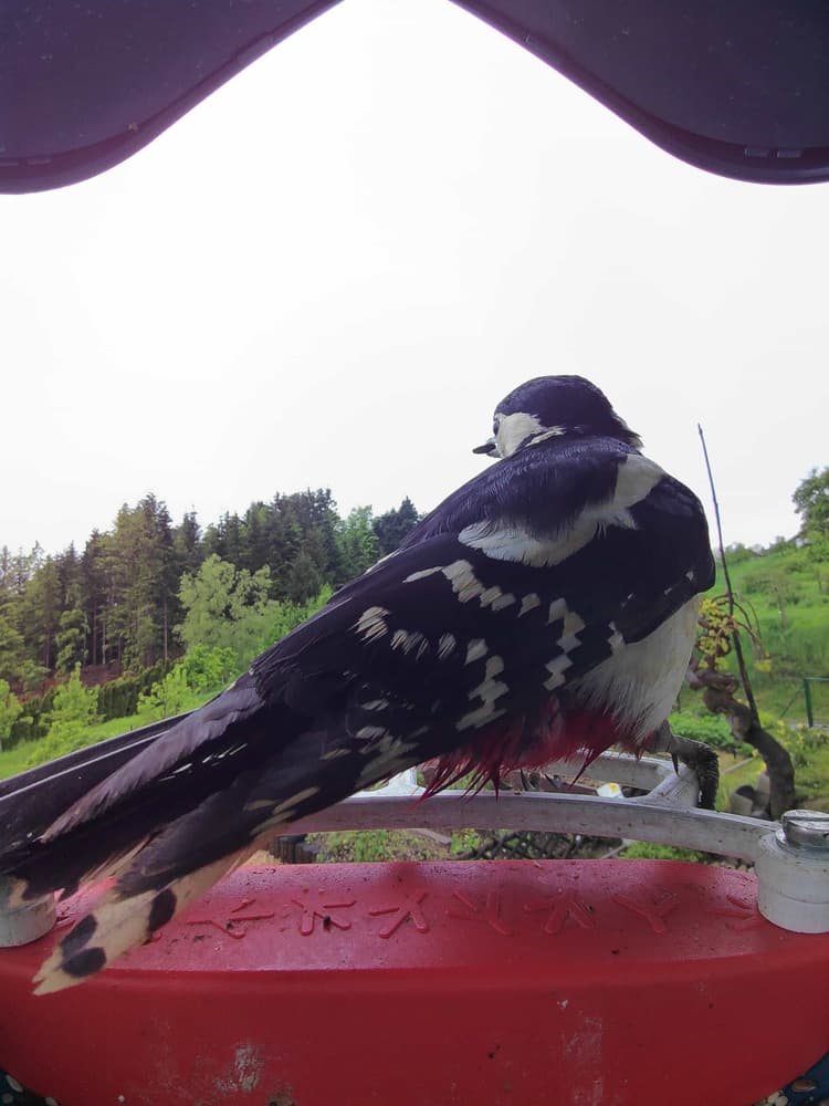 General Lesser Spotted Woodpecker comparison