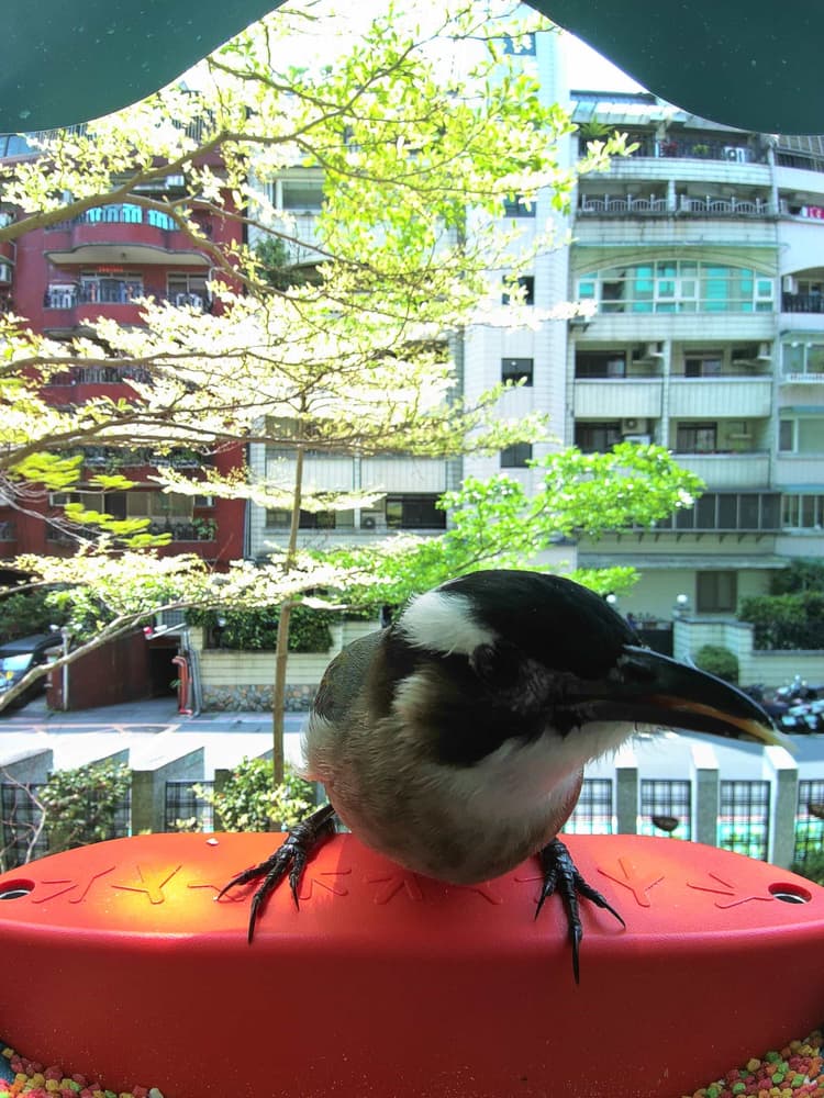 General Light-Vented Bulbul comparison