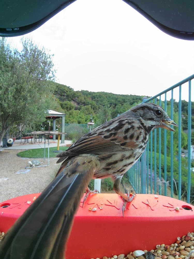 General Lincoln’s Sparrow comparison