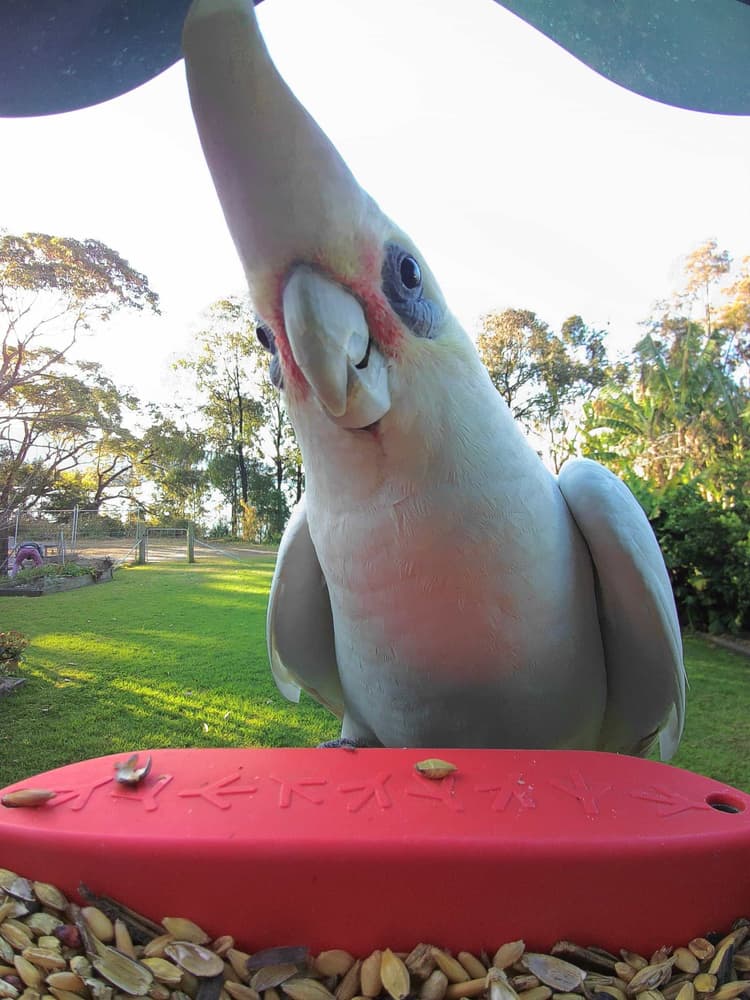 General Little Corella comparison