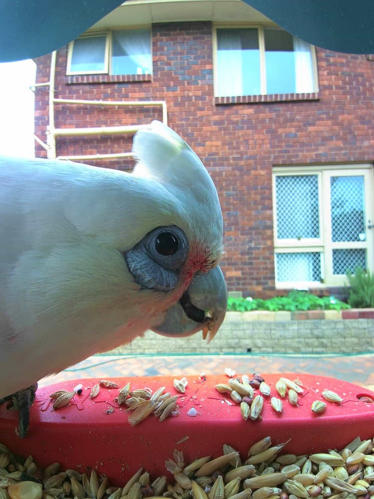 General Long-Billed Corella comparison
