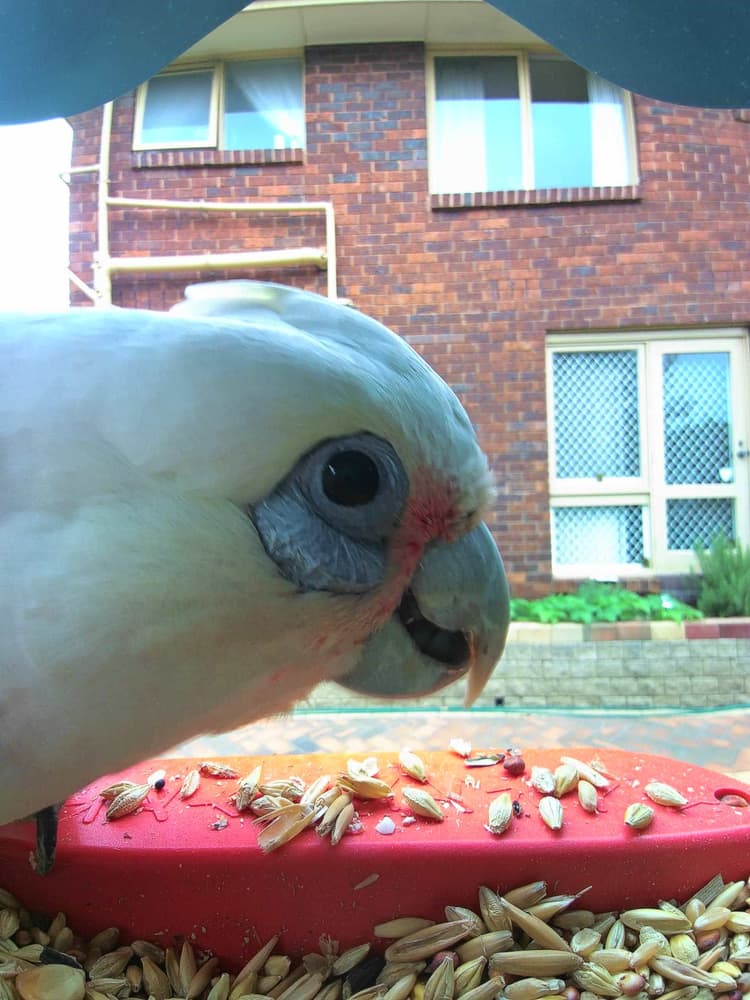 General Long-Billed Corella comparison