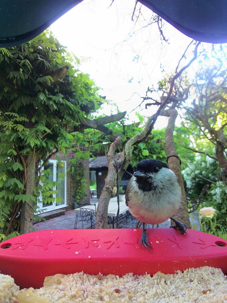 General Marsh Tit comparison