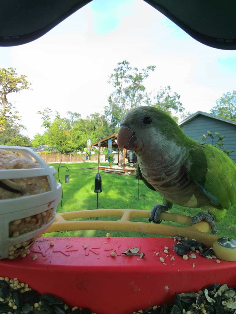 General Monk Parakeet comparison