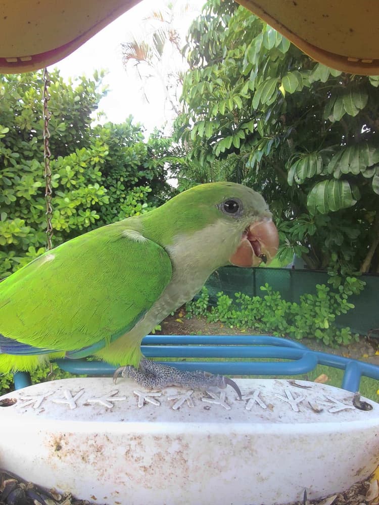 General Monk Parakeet comparison
