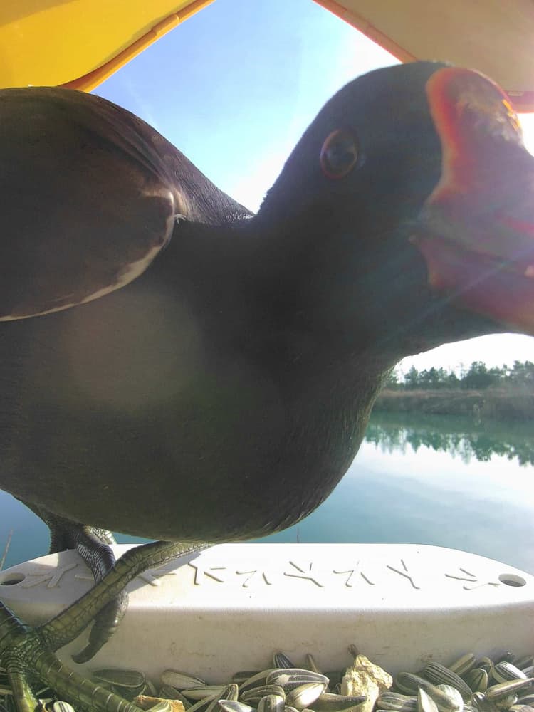 General Moorhen comparison