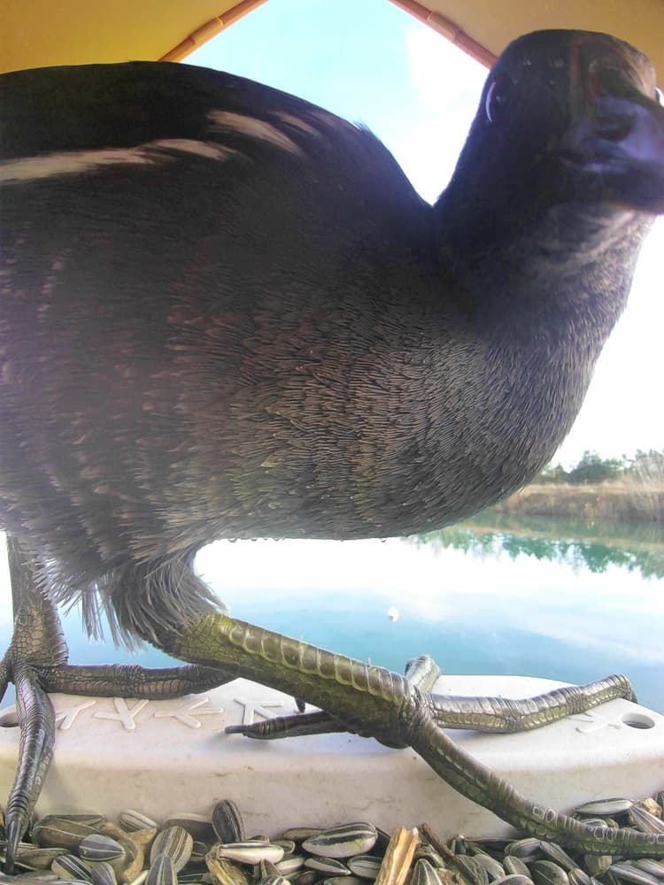 General Moorhen comparison