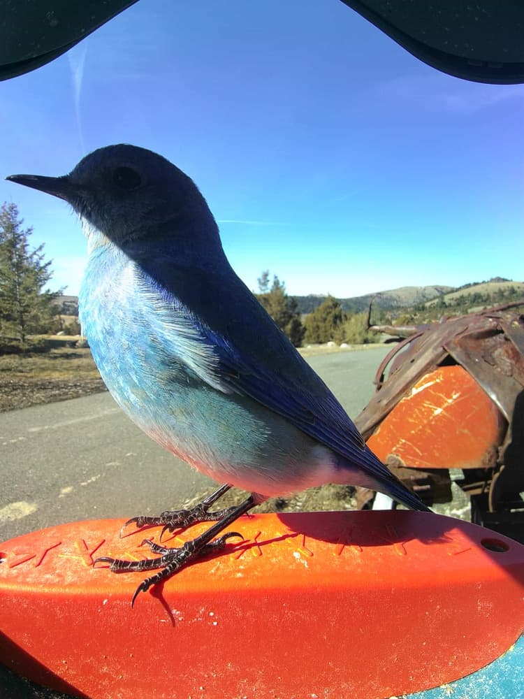 General Mountain Bluebird comparison