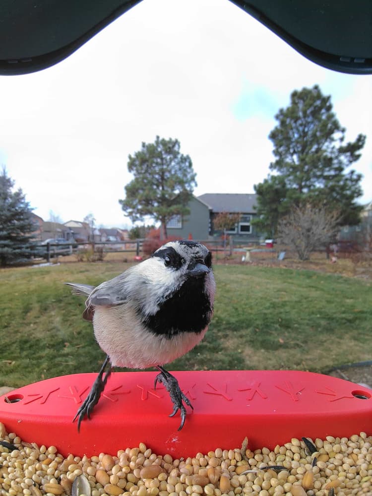 General Mountain Chickadee comparison