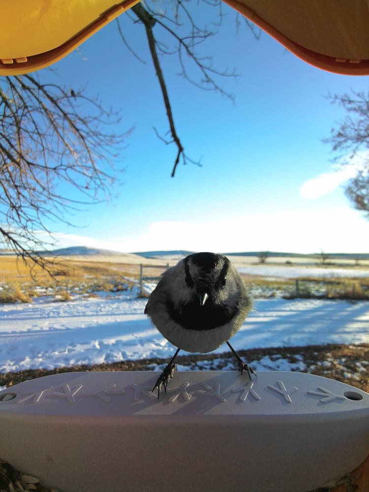 General Mountain Chickadee comparison